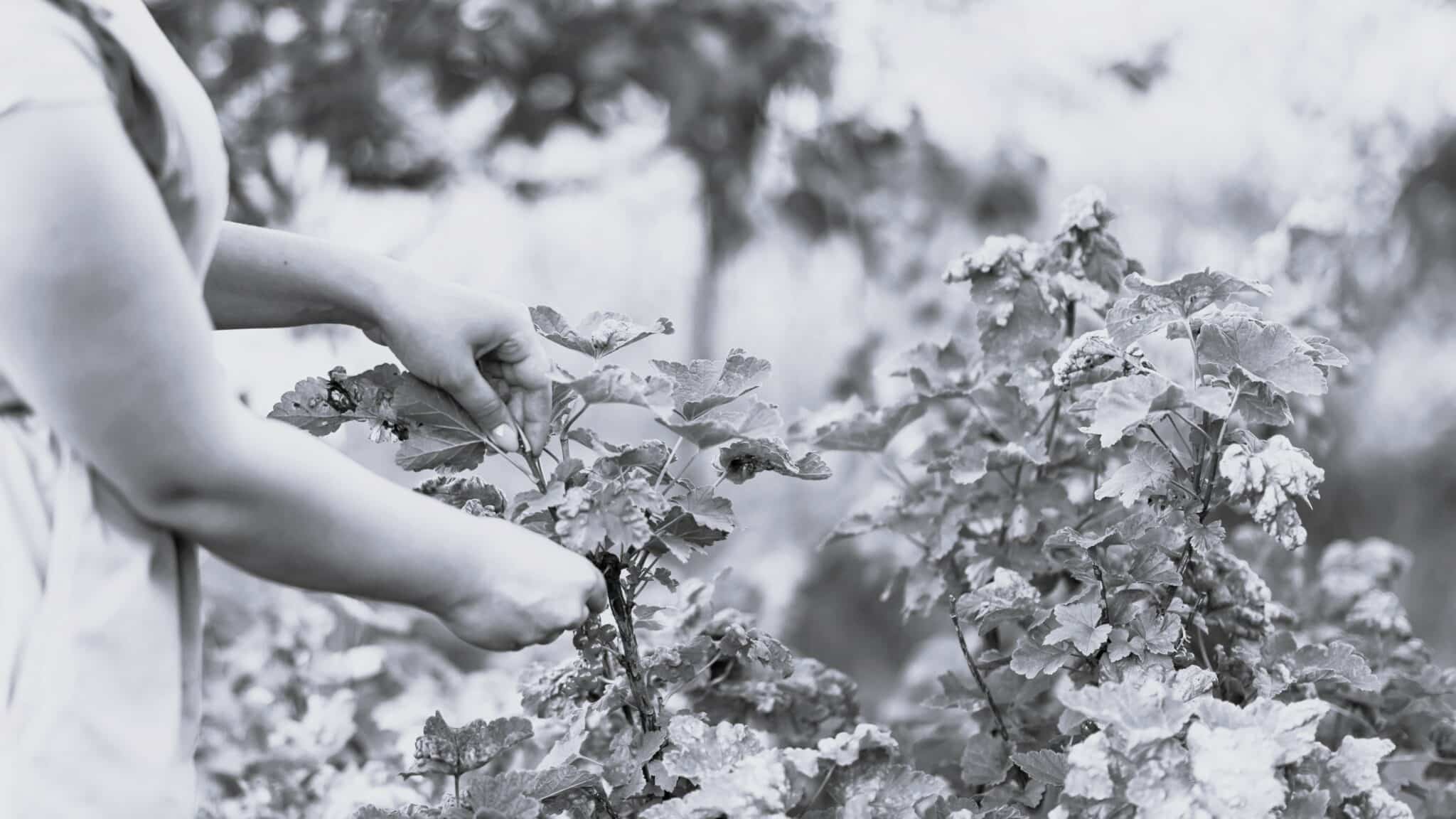 Close Up Hand Picking Fruits