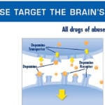 Les comportements addictifs : que se passe-t-il dans le cerveau ?
